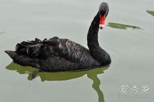 黑天鹅在线观看,在线观看揭示的不确定性与机遇