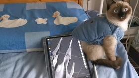 暹罗猫建模爆料视频,揭秘虚拟宠物的魅力与制作过程